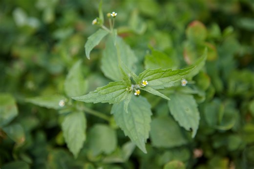 8 Weeding Mistakes That Could Ruin Your Garden