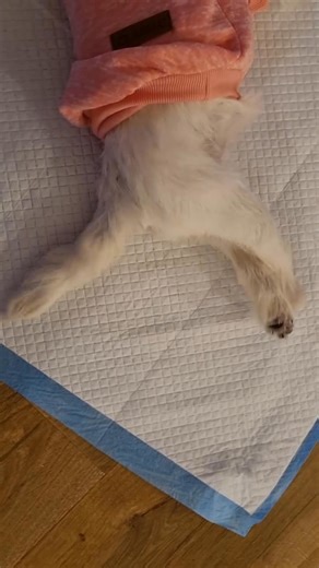 Why Pumpkin’s Legs and Tail Sometimes Move on Their Own Even though Pumpkin can’t use her back legs, you might still see her legs twitch, kick, or her tail flick. This can look surprising, but it’s completely normal for dogs with her type of disability. Why does it happen? Pumpkin has something called a spinal reflex. This means: Her spinal cord still sends little messages to her legs and tail But her brain can’t control those movements anymore So the legs and tail sometimes move all by themselv