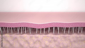 Wrinkle smoothing. Medical 3d animation showing a process of skin rejuvenation, the rebuilding of collagen and elastin fibers, wrinkles removing and skin tightening. The effect of anti-aging treatment