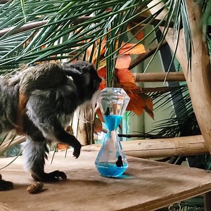 Our primates are really interested in these liquid motion toys from Jerry and Kristy Ashmore! Toys like these provide mental stimulation for our animals. As you've likely seen, we often use puzzle feeders for our animals as a form of enrichment, but we can also enrich their lives by providing new scents, moving trees or nesting spots in an exhibit, changing feeding locations, and providing novel toys like these liquid motion toys for them interact with! Thank you Jerry and Kristy for thinking of