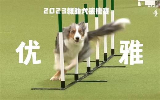 给救助犬一点阳光，它们也可以灿烂！2023年Crufts救助犬敏捷赛