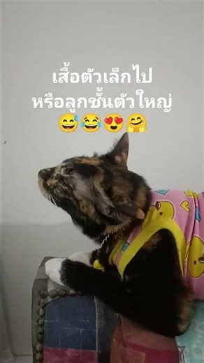 Is the shirt too small, or my little cat too big? 😅😂😁😍#luckyangrycat