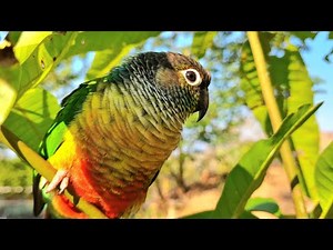 Cute bird video : Green cheek conure in the forest Birds are singing to find a mate.