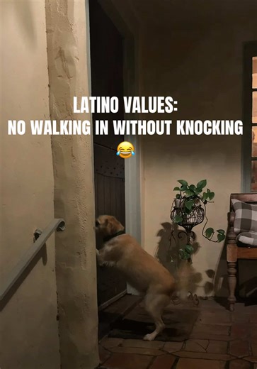 Toast es completamente Bilingual 😝 Además de sus caminatas, Toast tiene una parada obligatoria Siempre quiere ir a la casa de Christian… y la verdad es que creemos que todo empezó desde el primer día que llegó con nosotros. Ese mismo día la llevamos a conocerlo y él le regaló un peluche de uno de sus foster dogs Desde ahí algo hizo click… porque cada vez que estamos cerca, ella ya sabe exactamente a dónde ir 😅🐾 #dogs