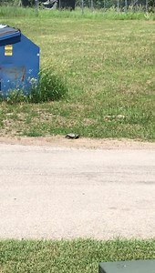 Please watch out for the wildlife by the shelter | Henry County Humane Society - Geneseo, IL