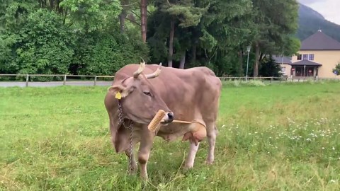 Raw video: New 'Cow Tools' research transforms our understanding of bovine intelligence and proves famous cartoon wrong