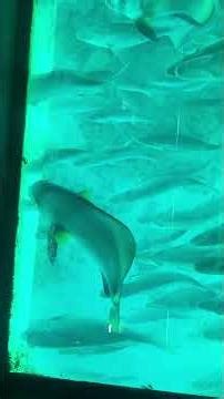 Fishy in cairn nsw green island