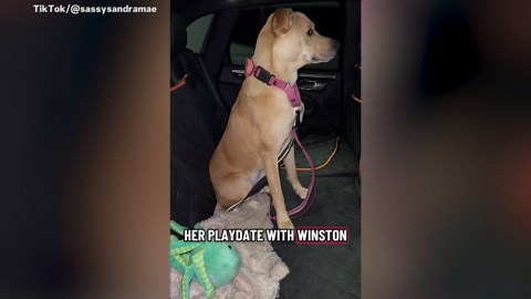 Dog Refuses To Look At Owner