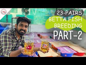 ഒരു ലോഡ് ബീറ്റാ ബ്രീഡിങ്-എല്ലാരും മുട്ടയിട്ട് തകർക്കുകയാണ്| Betta Breeding Part-2|Guppy Wagon