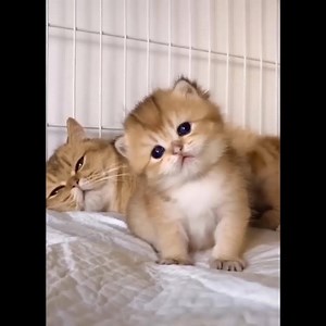 4.1M views · 72K reactions | Funny and Cute Dog and Cat Compilation | Zomomo Review | Facebook
