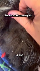 🐱✨ El pelaje de tu gato habla… y mucho. Un pelaje opaco, grasoso, con caspa o mal cuidado no es solo “estético”. Muchas veces es una señal temprana de que algo no anda bien: 💧 Mala hidratación 🦷 Dolor o enfermedad dental (dejan de acicalarse) 🦴 Dolor osteoarticular (les cuesta llegar a ciertas zonas) 🩺 Enfermedades internas como renales, digestivas o hormonales Los gatos no se quejan, pero su cuerpo sí nos da pistas. | Mundo Gato