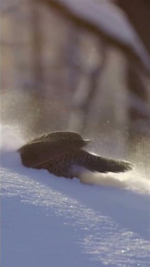 Why This Bird Crashes Into Snow #wildlife