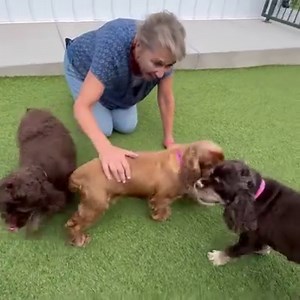 14K views · 1.5K reactions | We have quite the group of Cocker...