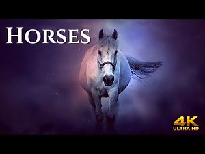 The Most Beautiful Horses in The World | Relaxing Music | Calming
