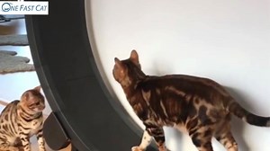 156K views · 1.9K reactions | Does your cat get bored at home alone? Give them a Cat Wheel with 30 Day Free Returns. | One Fast Cat | Facebook
