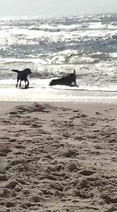 1.9K views · 130 reactions | Lab and Golden enjoying a day at the beach. Video by Shauna Arrington Holley | Labrador and Golden Retriever Lovers | Facebook