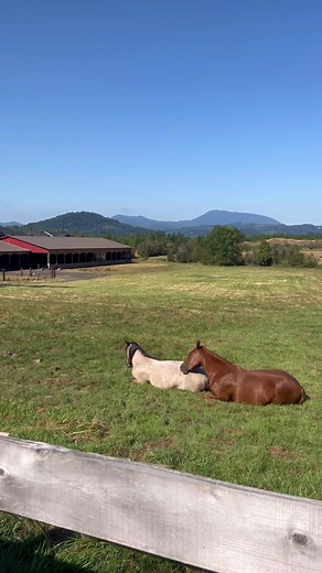 9.2K views · 769 reactions | Relaxing pony nap ♥️ #horses #horsepassion #horsepasture | Double Z Farm | Facebook