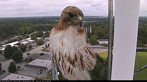 12K views · 150 reactions | WATCH VIDEO: The red tailed hawk was back today!! Watch the whole clip. It’s got a few feathers in its beak and there’s another bird that isn’t very happy with the hawk and chases it away. | WITN-TV | Facebook