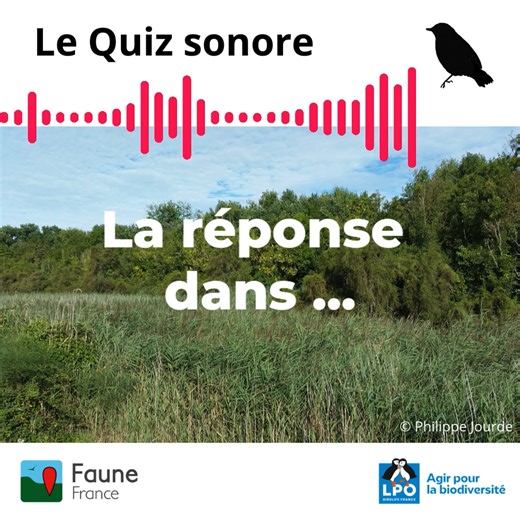 Faune-France on Instagram: "[Quiz sonore❓] 🎵 Au bord d’un marais, en marge d’une roselière, un oiseau émet une petite ritournelle agréable, répétée avec une grande régularité. Le chanteur demeure invisible. Saurez-vous le reconnaître à l’oreille ? Ce chanteur est un oiseau typique des zones humides. Il s’installe dans les hautes herbes des marais, parfois aussi dans les prés-salés. Sa vocalisation varie d’un individu à l’autre et selon les régions, mais le rythme et la tonalité demeurent caract