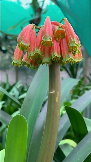 🌿Clivia Robusta in Full Bloom! The Swamp Clivia Like You’ve Never Seen Before🌸