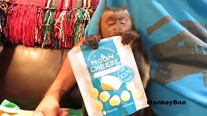 605K views · 9.6K reactions | MonkeyBoo tries a mysterious new snack... MOON CHEESE! 燎 Who wants to try some?!  | MonkeyBoo | Facebook