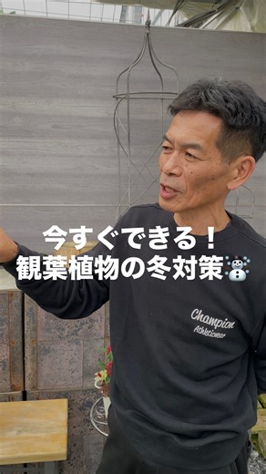 植物家族 on Instagram: "今すぐできる！観葉植物の冬対策☃️ まずは、 植物たちの過ごしやすい環境（春と秋）にすること✨ 寒くなると 私たちも風邪を引きやすくなりますが… 植物も同じ🥹🪴 観葉植物たちも春と秋のような室温になると 過ごしやすくなるので、 15〜25度くらいに 室内を整えてあげましょう🏠🌿 ぜひ参考にしてみてくださいね☺️ 植物家族では 観葉植物、花苗、雑貨などを 通販で販売しております！ YouTubeでは 販売する植物の動画を随時アップしておりますので ぜひチェックしてくださいね👀 By もえ🐣 YouTubeメンバーズシップも募集中です！ プロフィール欄のリンクから「開花園メンバーズクラブ」へ @shokubutu.kazoku フォローもよろしくお願いします🌿 #ガーデニング #植物のある暮らし #植物のある生活 #観葉植物 #観葉 #開花園 #kaikaen"