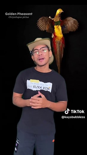 Ibong Adarna: The Legendary Bird of Philippine Folklore