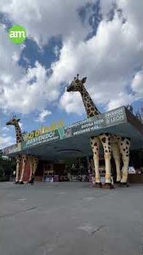 After closures and screwworm outbreak, León Zoo seeks to overcome crisis