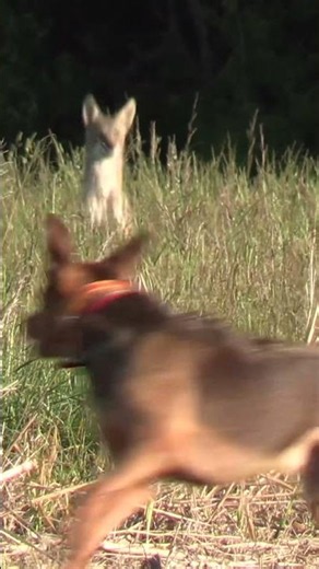 #dog #foxpro #nature #wildlife #animals #work