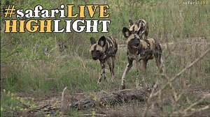 A pack of wild dogs are rudely interrupted by a big male leopard as they feast on an impala lamb lunch. | Wildearth
