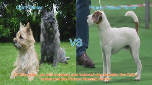 Cairn Terrier vs. Parson Russell Terrier: A Breed Comparison