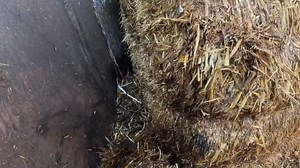 518K views · 5.3K reactions | A swarm of huge rats! The dogs marked, and we lifted. The rest was chaos. | Suffolk and Norfolk rat pack | Facebook