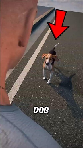 What To Do If A Dog Charges At You 😳 #shorts