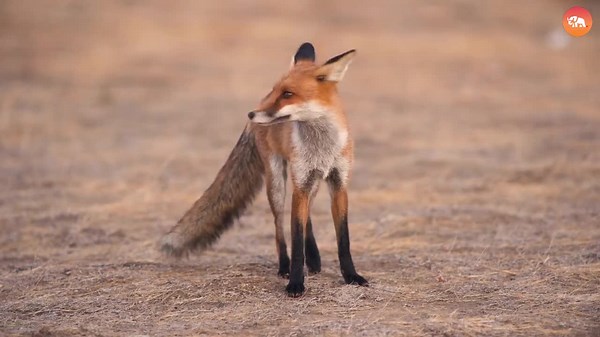 5 Invasive Species Quietly Taking Over the U.S. Right Now!