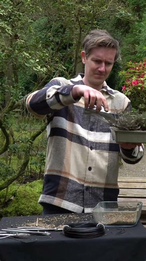 Can a Heather become a Bonsai tree? #bonsai #heather #diy #diycrafts #bonsaitree