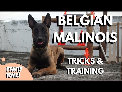 Belgian Malinois Tricks | Maligator Kai's Tricks, Training & Exercises