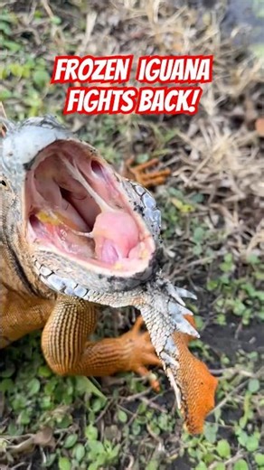 Big alpha tried to make one last stand during recovery. #RainingIguanas#SouthFloridaFreeze