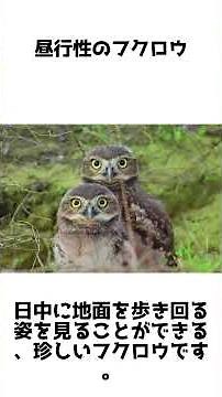 地面に暮らす珍しいフクロウ！アナホリフクロウの秘密 #1分雑学 #動物雑学 #shorts #アナホリフクロウ #フクロウ