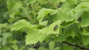 Young alfalfa leaf cutter bee on a green leaf.