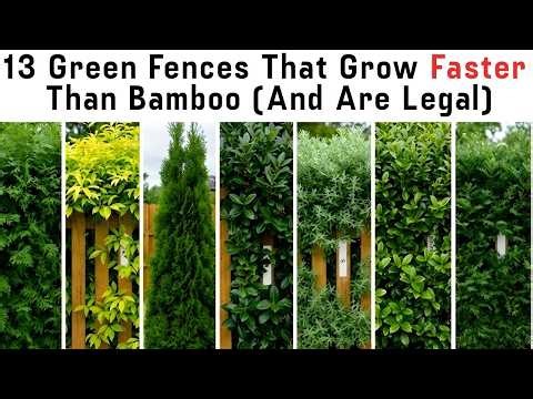 13 Green Fences That Grow Faster Than Bamboo (And Are Legal