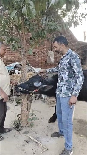 #shortsfeed #baffalo #cow #murraha #animals #farming