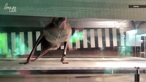 Scientists Have Put Vampire Bats on Treadmills to Answer a Longstanding Question About Blood Sucking