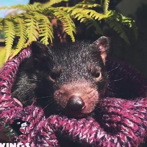20 reactions | #SpringFlashback Looking forward to Spring time when all our little babies start to arrive. Still plenty to see and do in Winter though ❄️❄️ #Springtime #babyanimals #wingswildlifepark #tasmania | Wings Wildlife Park - Tasmania | Facebook