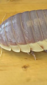 44K views · 92 reactions | Isopod Cooking Alive  | Hiroyuki Terada - Sushi Master | Facebook