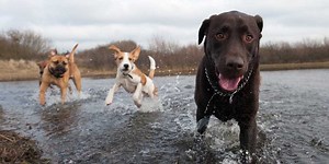 Why Cats And Dogs Chase Their Tails