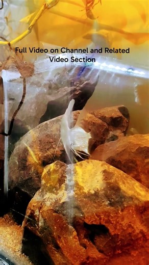 Albino Angel Fish Exploring Amazon Style Blackwater Tank #shorts #angelfish