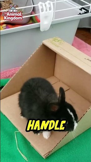 Top 10 Features of the Polish Rabbit