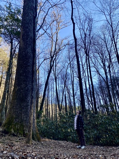 Stick Season in Ellijay, GA, isn’t boring when you have a vast wilderness to explore!🥾❄️ Bear Creek Trail, located in the Chattahoochee-Oconee National Forest, is the perfect cooler-weather hike. This 1.8-mile trail winds through mossy paths, babbling creeks, towering North Georgia trees, and leads you to the Gennett Poplar, Georgia’s second-tallest tree. Being over 100 feet tall and having a circumference of 18 feet, it’s the perfect spot to wrap your arms around a piece of history and capture