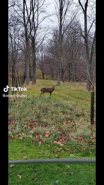 Just some photos of nice ohio bucks i got #ohiodeerseason #huntin #whitetailbuck #ohiodeer #bigbuck #deerhunting #whitetail #makeitvirаl