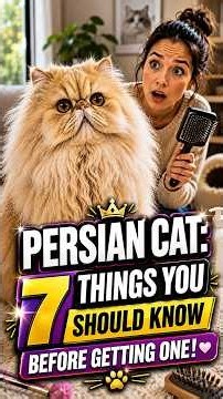 PERSIAN CAT: 7 Things You Should Know Before Getting One! #persiancat #petcare